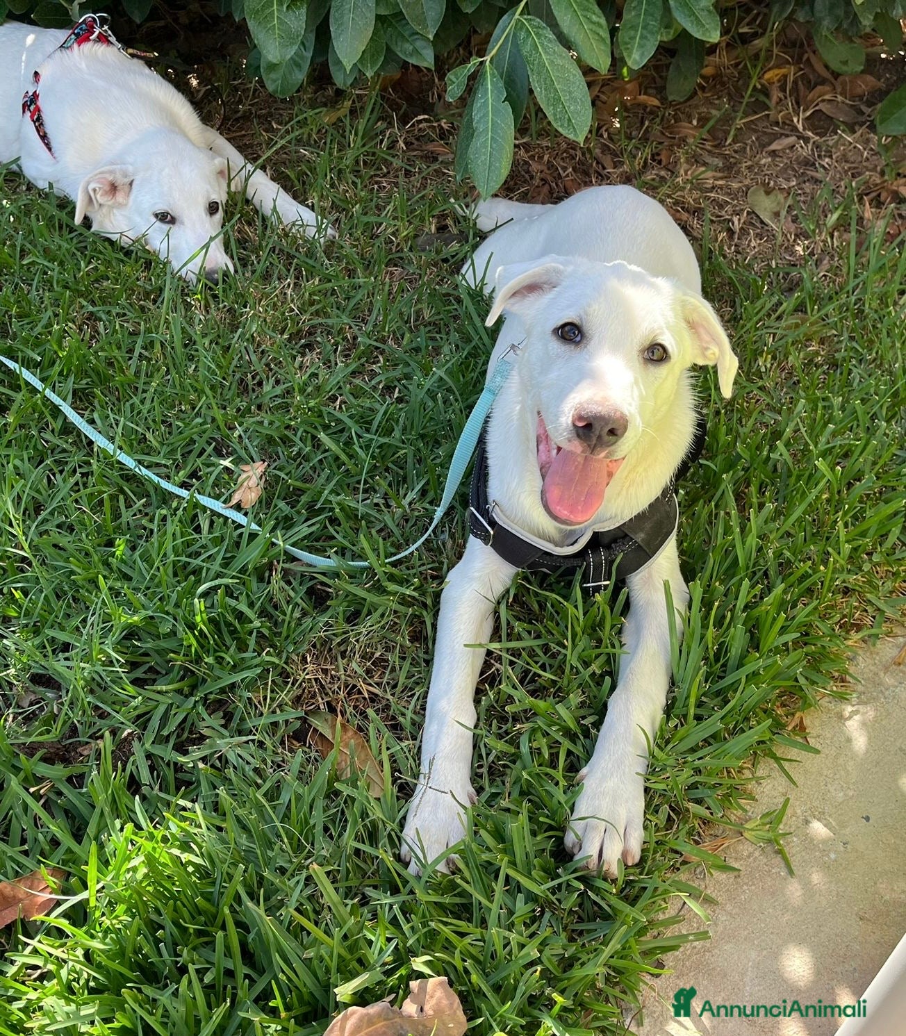 Pastore Maremmano cani Rocky splendido cucciolo merita una famiglia  - Annuncio 2