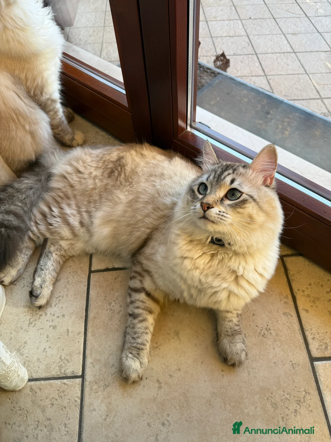 Siberiano gatti per accoppiamento: Gatto siberiano neva disponibile per monta - Annuncio 2