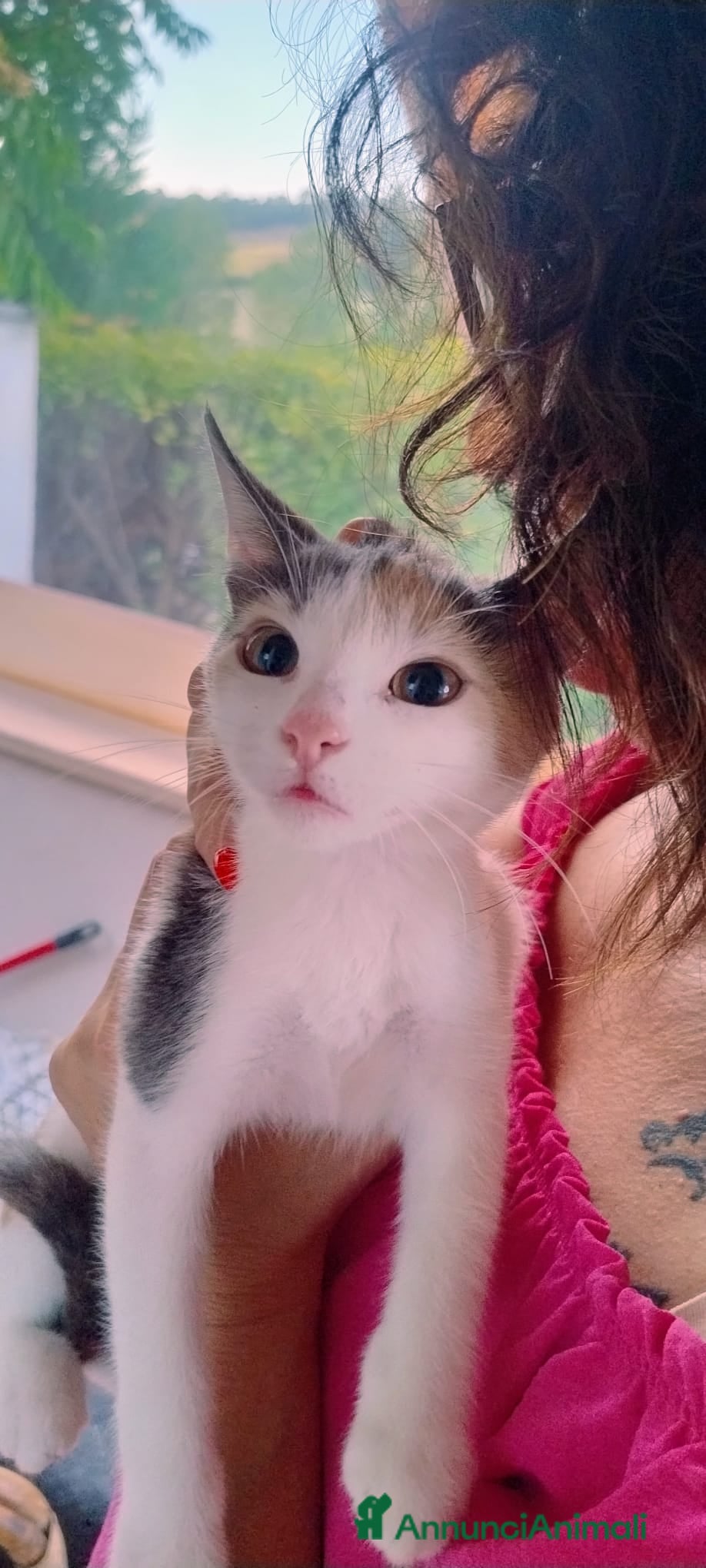 Altre razze gatti CERCA CASA 🏡  - Annuncio 37