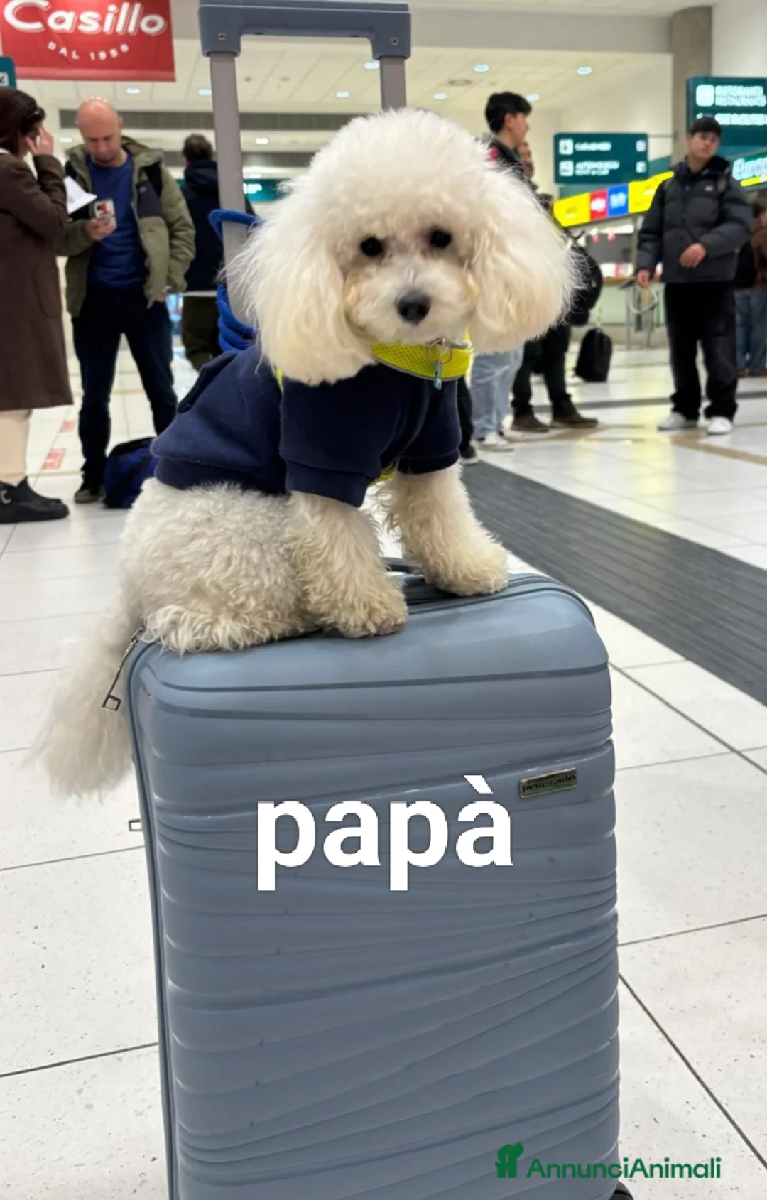 Barboncino Toy cani in vendita: Ultimo cucciolo di barboncino toy bianco - Annuncio 2