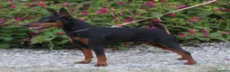 Pinscher Miniatura cani in vendita: Pinscher nano  - Annuncio 32