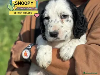 Setter Inglese cani Snoopy cucciolo setter inglese in adozione - Annuncio 14