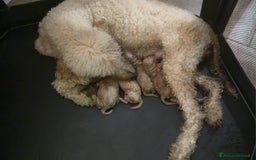 Barbone cani in vendita: Cuccioli Barbone Barboncino gigante grande mole a Provincia di Varese - Immagine 2