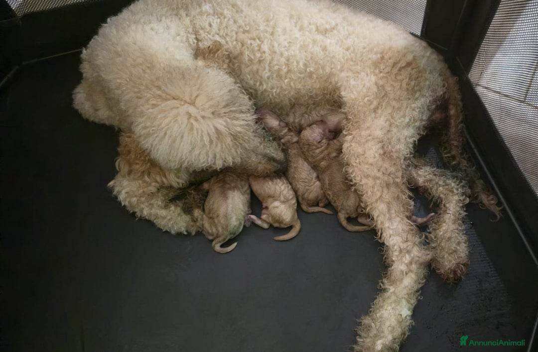 Barbone cani in vendita: Cuccioli Barbone Barboncino gigante grande mole a Provincia di Varese - Immagine 2