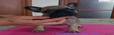 Bulldog Francese Cucciolo 3