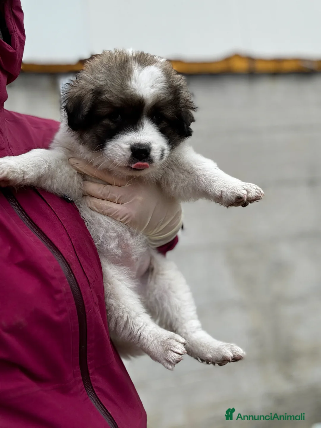 Meticcio cani in regalo: Meravigliosa cucciola socievole taglia gigante a Città Metropolitana di Genova - Annuncio 2