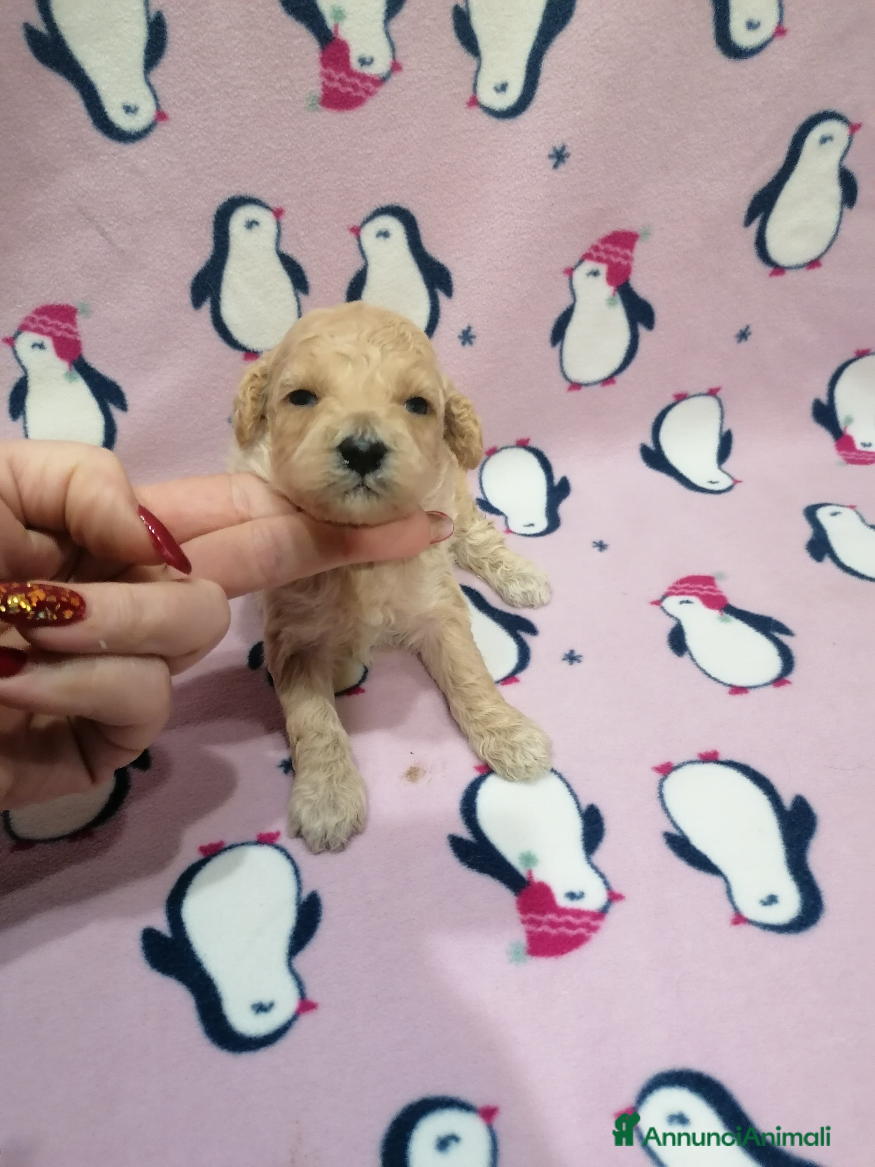 Barboncino cani Barboncini Nani cuccioli - Annuncio 9