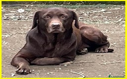Labrador cani in regalo: KUBRA Adoz.del cuore x questa labrad.cieca! - Immagine 7