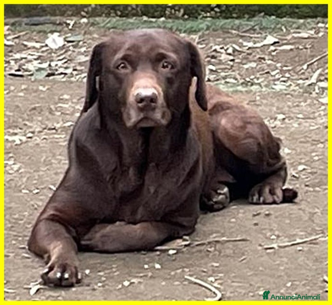 Labrador cani in regalo: KUBRA Adoz.del cuore x questa labrad.cieca! - Immagine 7