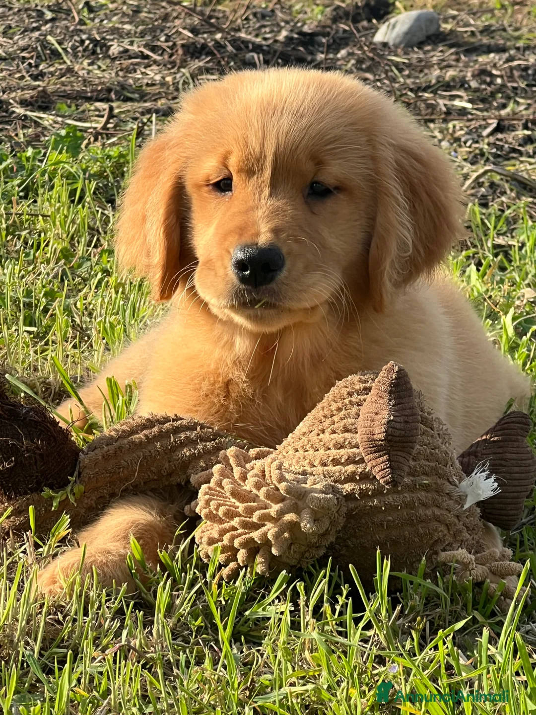 Golden Retriever cani in vendita: Cuccioli Golden Retriever Linea Americana  - Annuncio 1