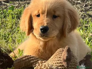 Golden Retriever cani Cuccioli Golden Retriever Linea Americana - Annuncio 6