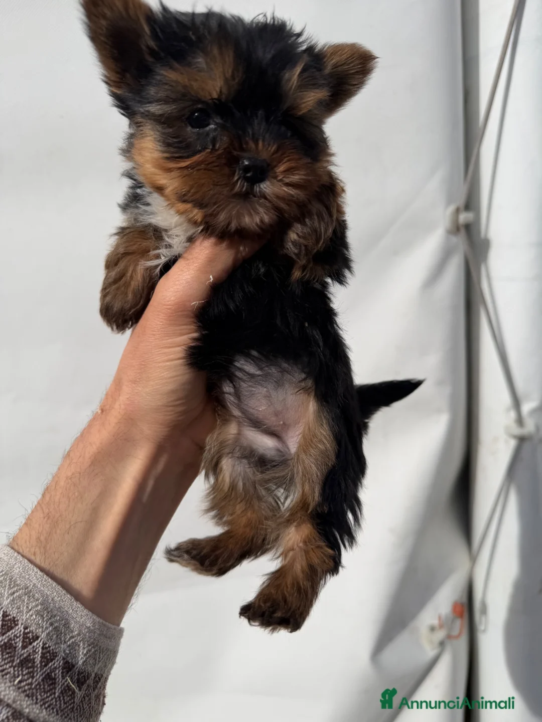 Yorkshire cani in vendita: Cuccioli di Yorkshire Toy  - Annuncio 1