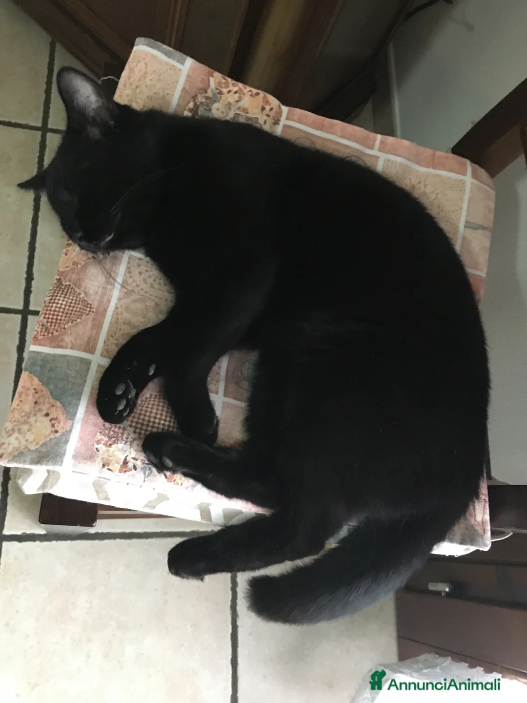 Altre razze gatti in regalo: Regalo affettuosissimo gattone a Provincia di Verona - Annuncio 1