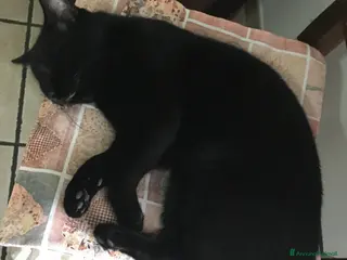 Altre razze gatti Regalo affettuosissimo gattone - Annuncio 4