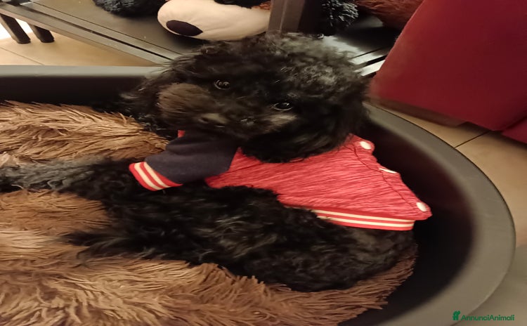 Barboncino Toy cani BARBONCINO TOY disponibile per accoppiamento  a Città Metropolitana di Firenze - Annuncio 3