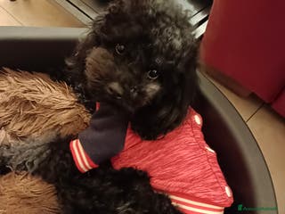 Barboncino Toy cani BARBONCINO TOY disponibile per accoppiamento a Città Metropolitana di Firenze - Annuncio 11