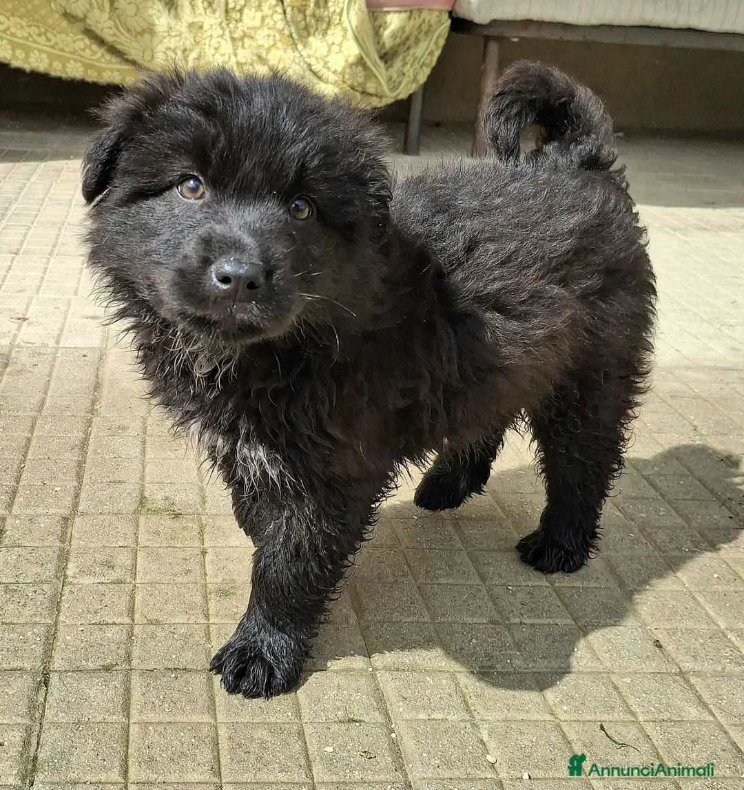 Meticcio cani in regalo: Brian 2 mesi taglia media grande  a Città metropolitana di Palermo - Annuncio 6