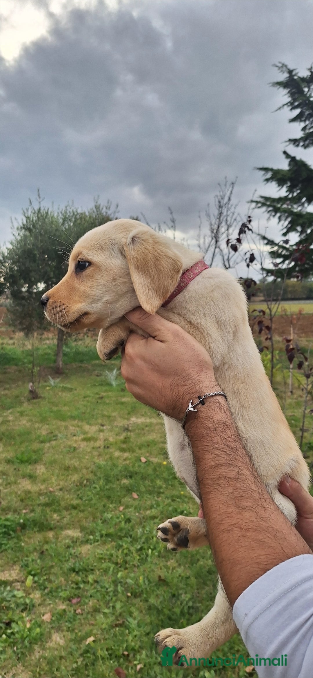 Labrador cani in vendita: Labrador cuccioli con pedigree Enci  - Annuncio 8