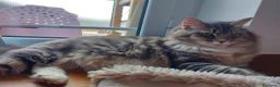 Siberiano gatti in vendita: Cucciolo Siberiano Certificato  - Annuncio 10