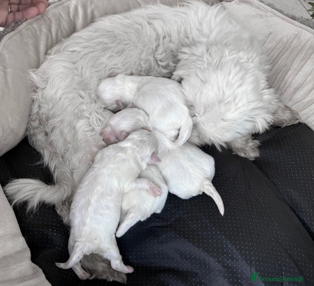 Maltese cani in vendita: Maltese Mini Toy Allevamento Master ENCI - Annuncio 5