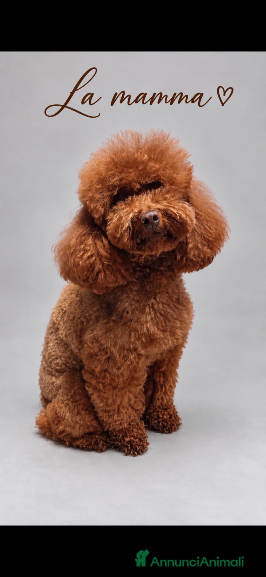 Barboncino Toy cani in vendita: Cuccioli di barboncino toy e mini toy rosso  - Annuncio 2