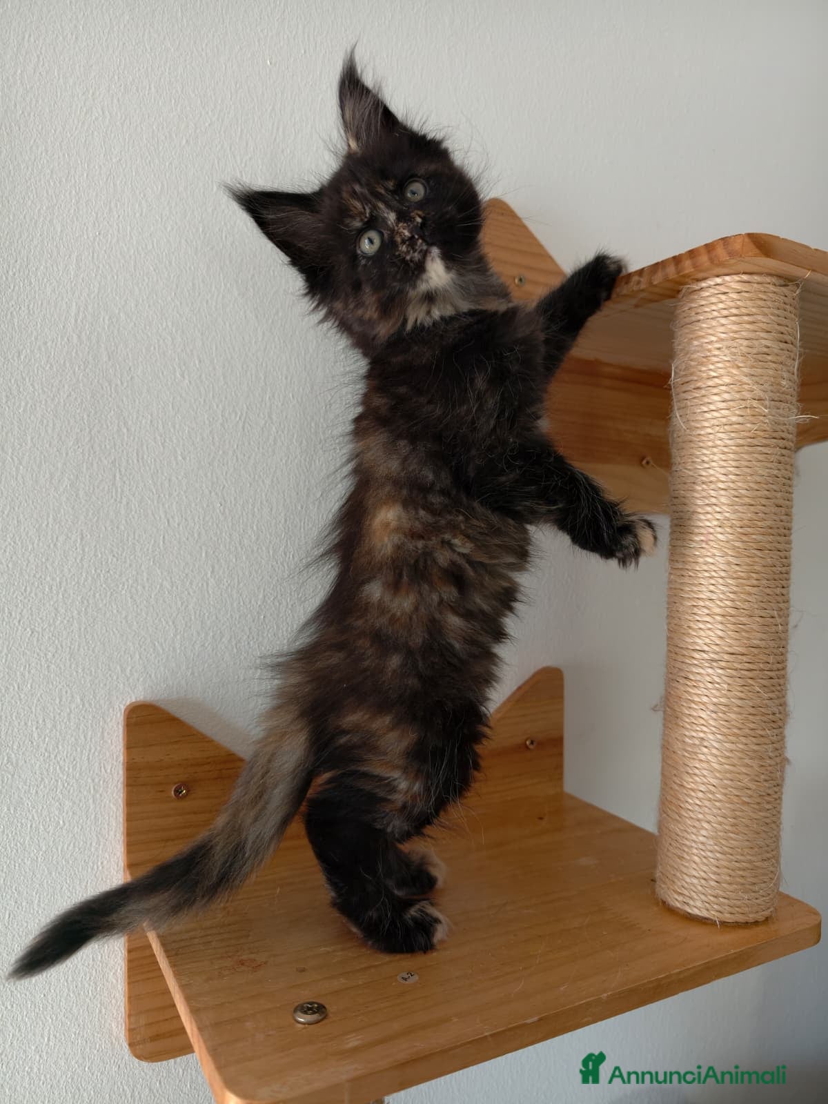 Maine Coon gatti Cucciola Maine coon tortie  - Annuncio 10