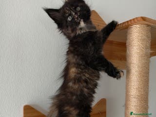 Maine Coon gatti Cucciola Maine coon tortie - Annuncio 10