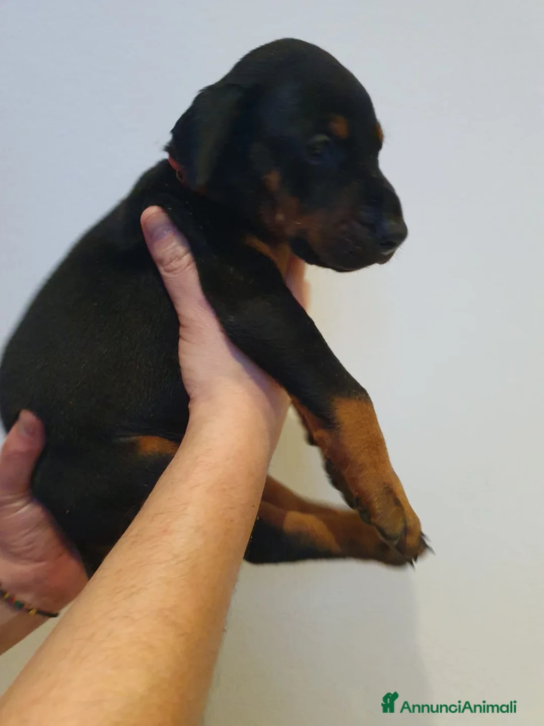 Dobermann cani in vendita: Cuccioli di Dobermann - Annuncio 27