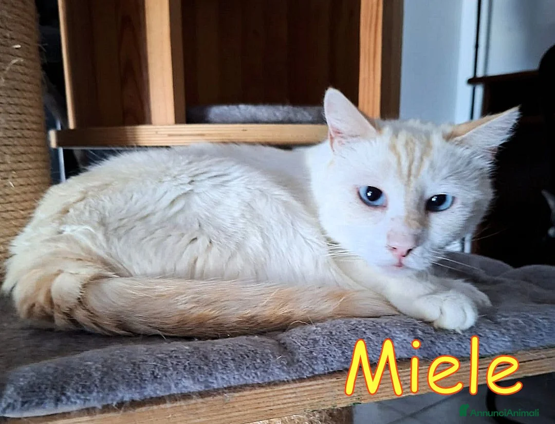 Europeo gatti in regalo: MIELE OGGI CERCA CASA PER SEMPRE - Annuncio 1