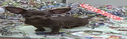 Chihuahua cani in vendita: CHIHUAHUA ultimo stupendo chocolate  - Annuncio 1