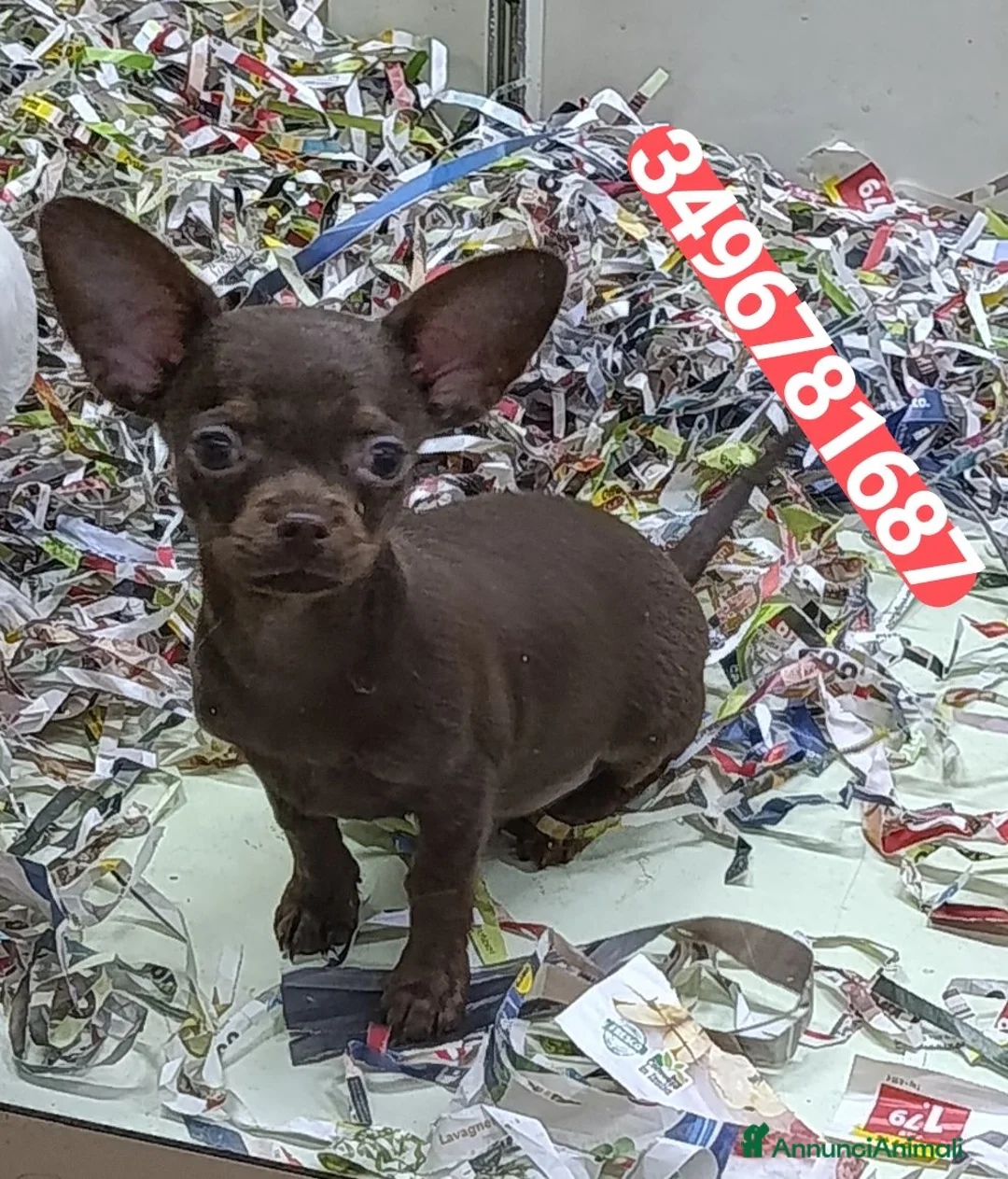 Chihuahua cani in vendita: CHIHUAHUA ultimo stupendo chocolate  - Annuncio 1