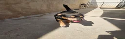 Pinscher Tedesco cani in regalo: Morris: nonnino pinscherino socievole. - Annuncio 6