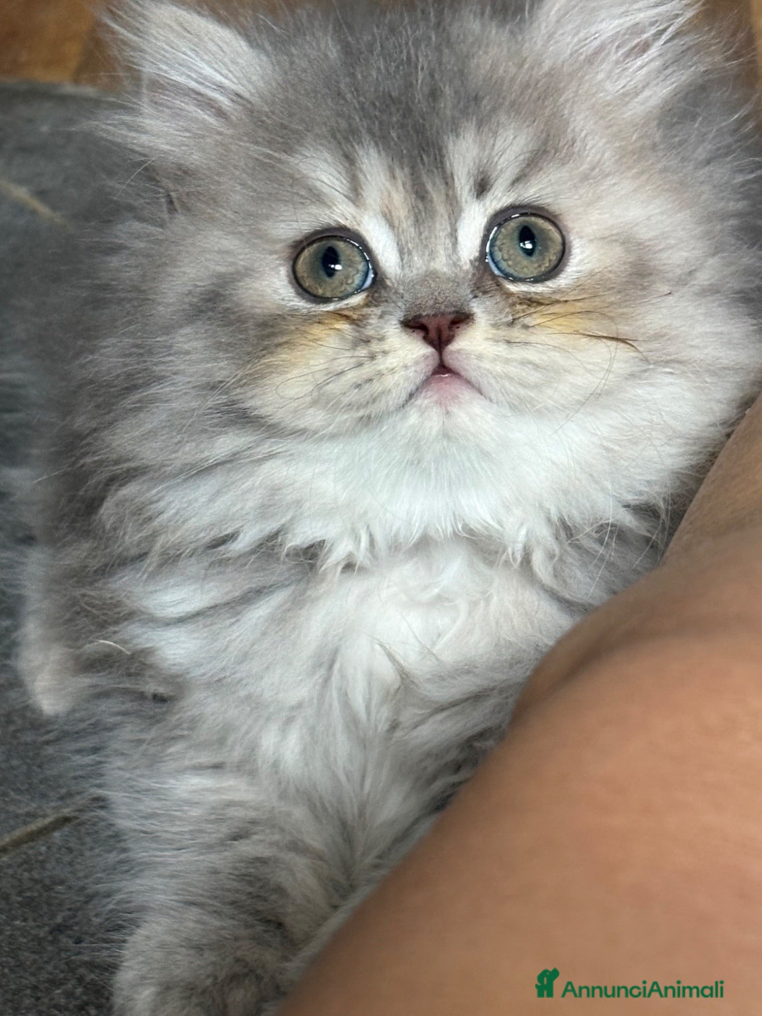 Persiano gatti Dolcissima femminuccia di persiano - Annuncio 1