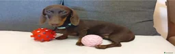 Bassotto cani in vendita: Maschietto bassotto con Pedigree Enci.  - Annuncio 3