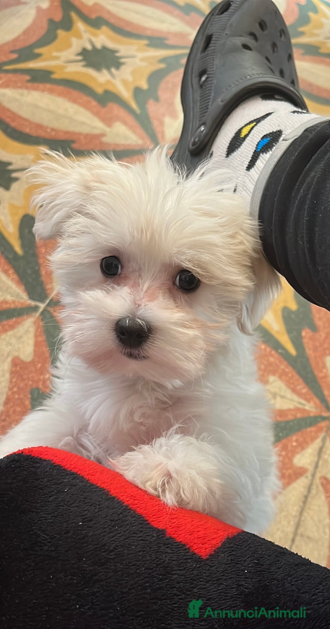 Maltese cani in vendita: Maltese  - Annuncio 3