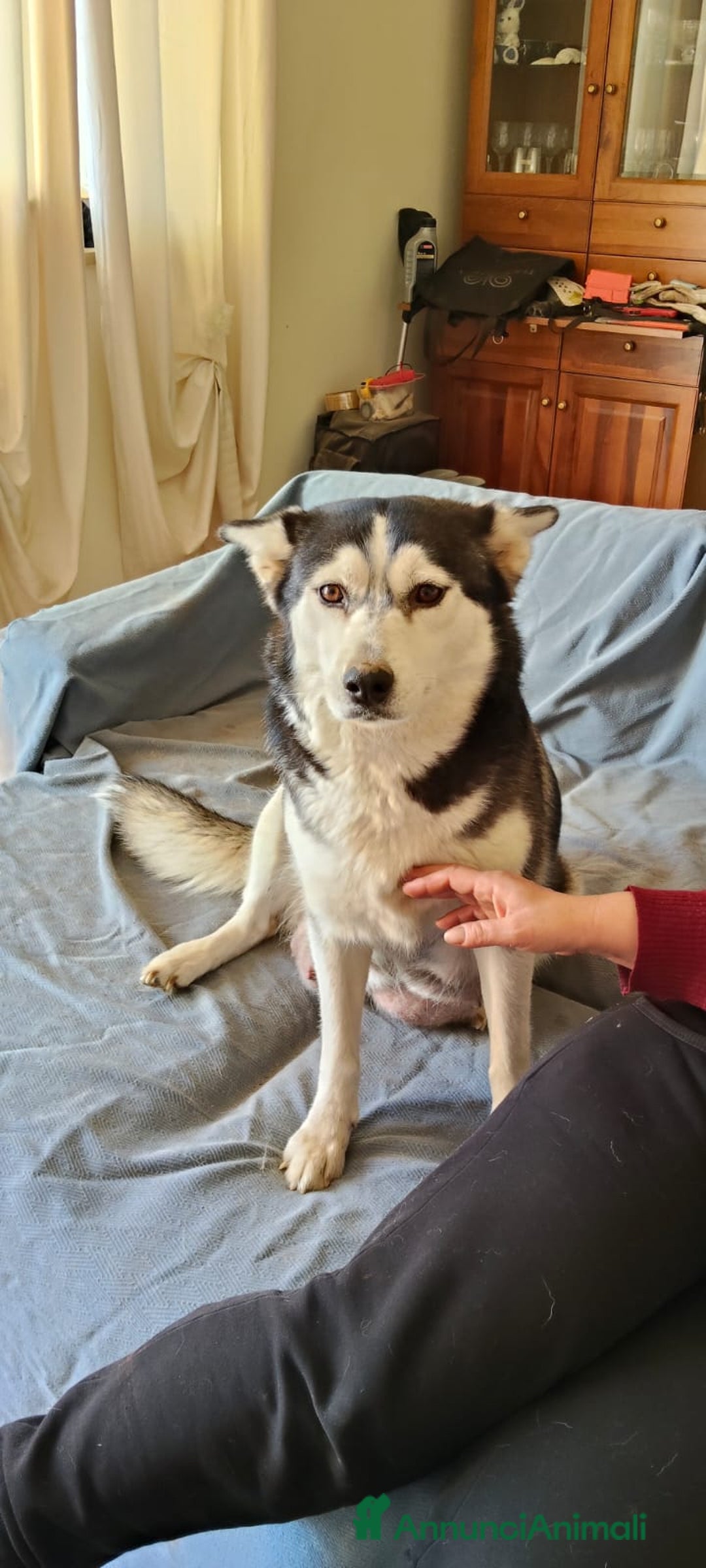 Husky cani in vendita: Vendo Cuccioli di Siberian Husky - Annuncio 8