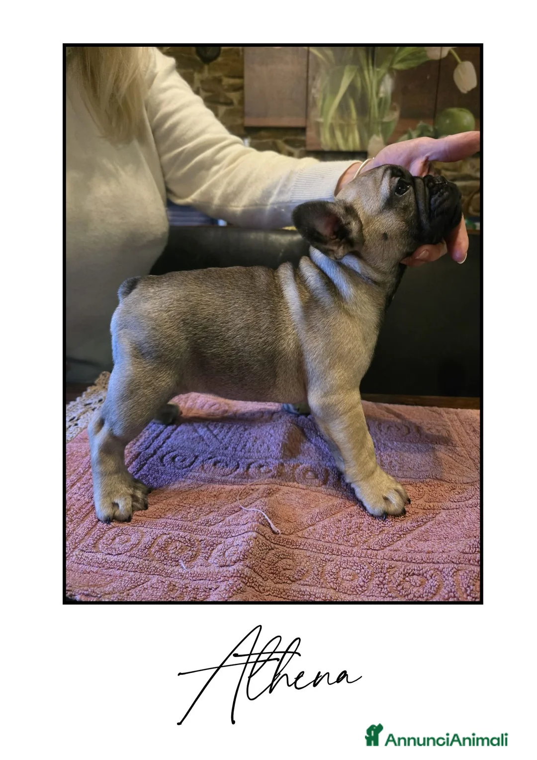 Bulldog Francese cani in vendita: Disponibili cuccioli di Bulldog Francese - Annuncio 12