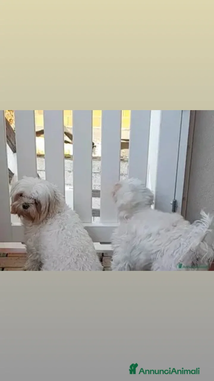 Maltese cani in vendita: Maltese  - Annuncio 1