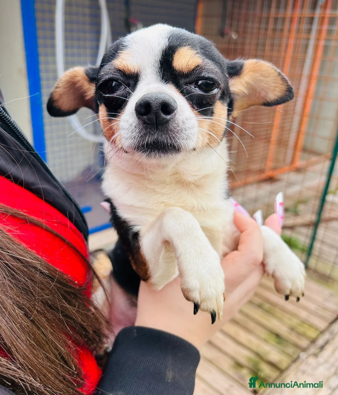 Chihuahua cani in regalo: CHIHUAHUA mix - Annuncio 5