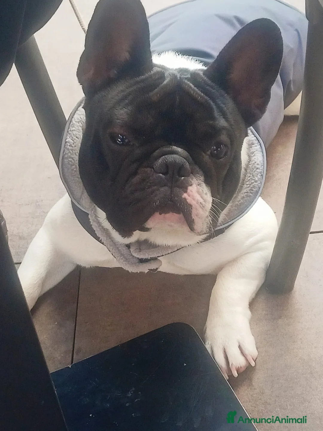 Bulldog Francese cani per accoppiamento: Disponibile per monta  a Provincia di Taranto - Annuncio 3