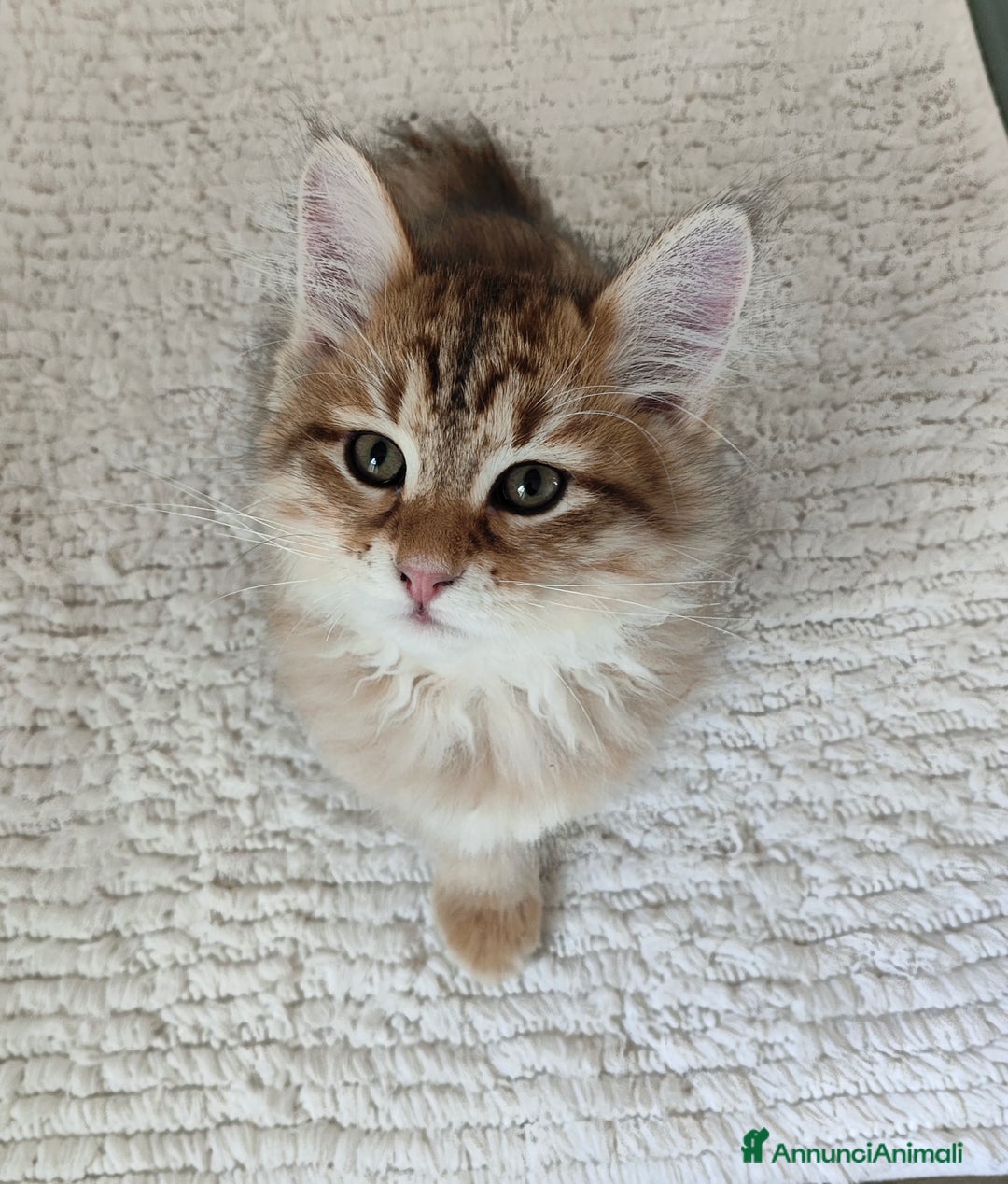 Siberiano gatti in vendita: Cucciolo di gatto siberiano - Annuncio 4