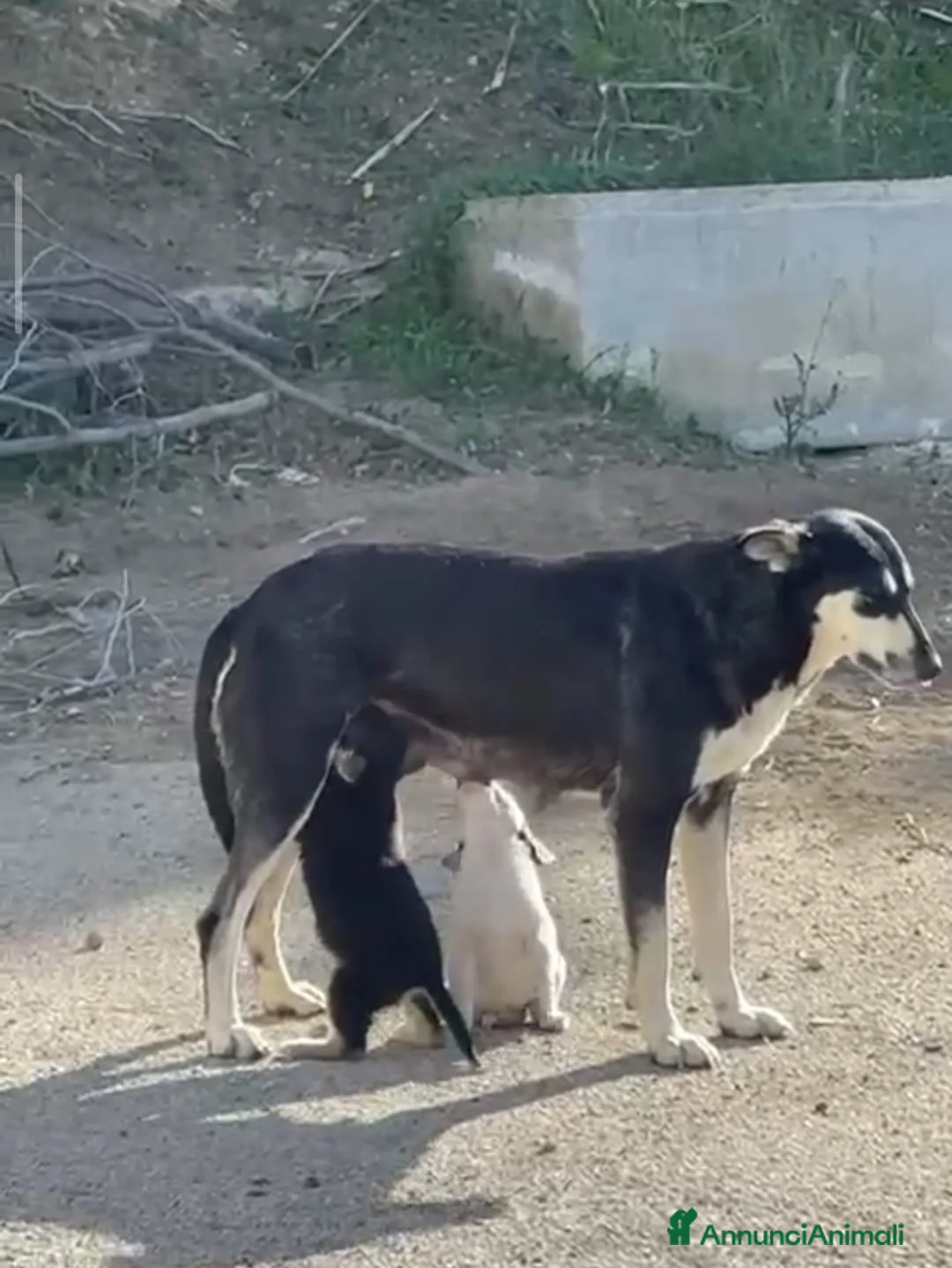 Meticcio cani in regalo: EROS 💙 - Annuncio 2