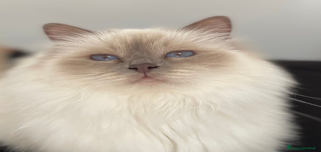 Immagine della galleria {{count}}