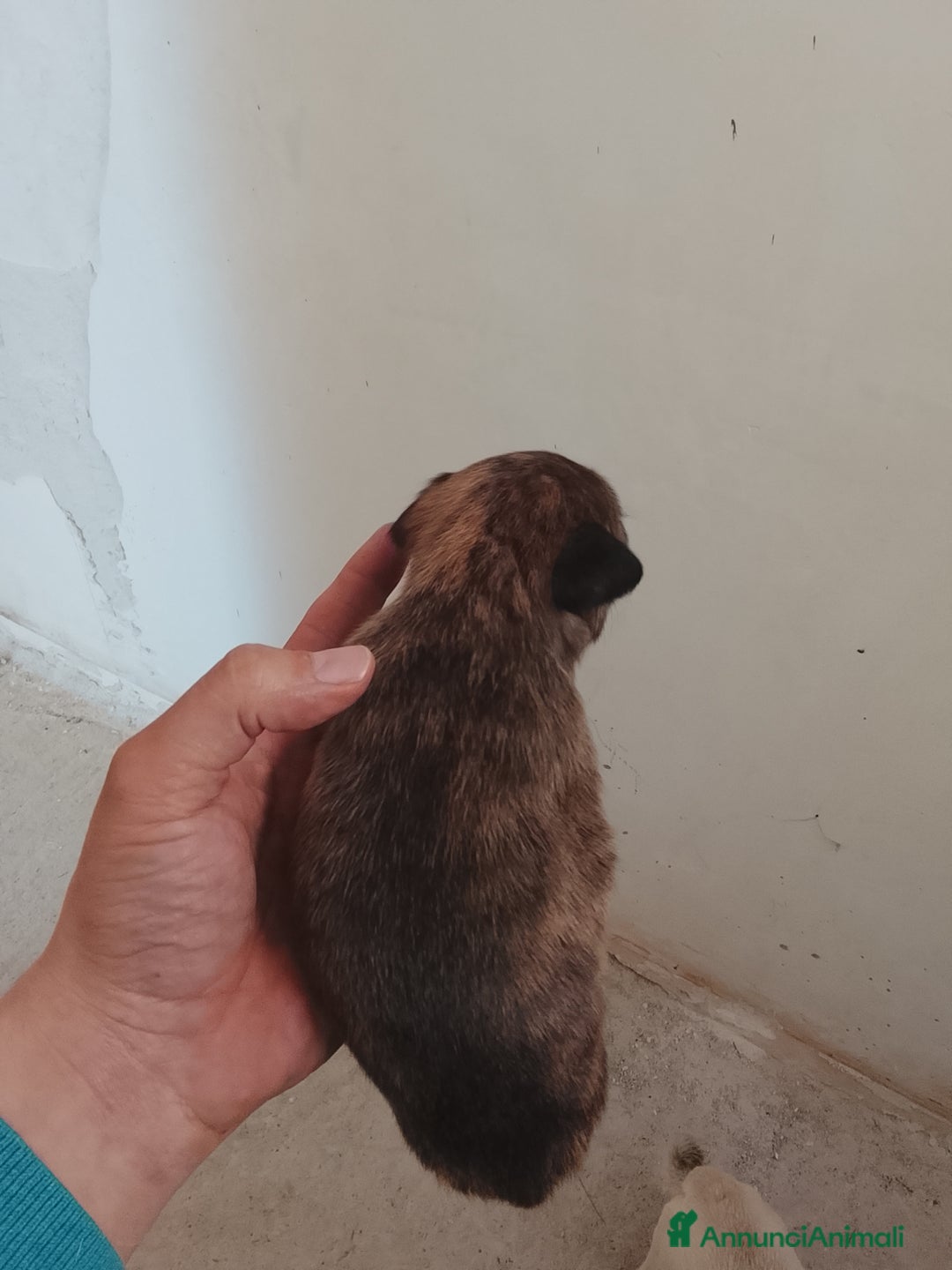 Meticcio cani in vendita: 7 cuccioli incrocio fra Bulldog francese e meticci - Annuncio 4