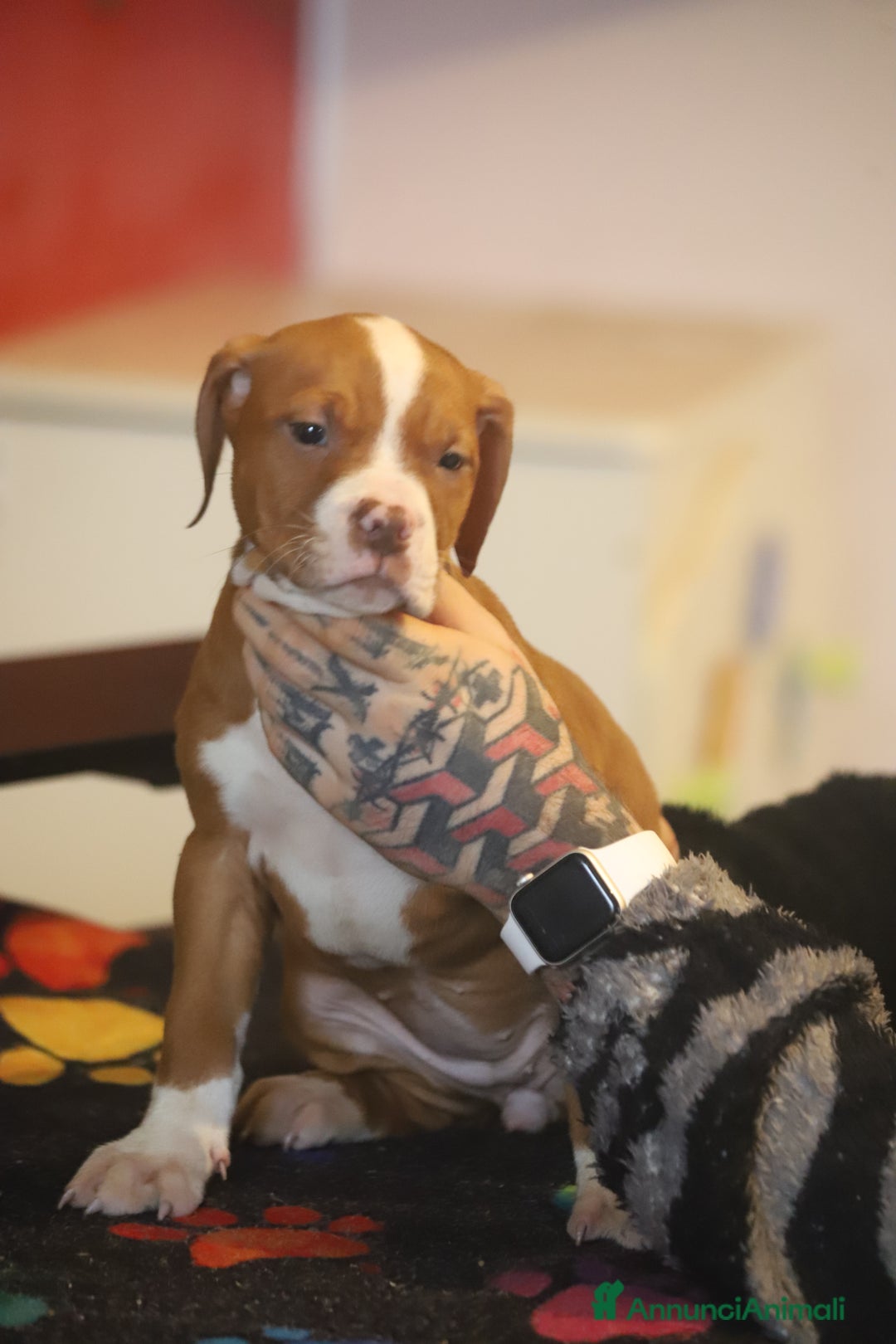 Pitbull cani in vendita: Cuccioli di Pit Bull con pedigree anche a rate - Annuncio 26