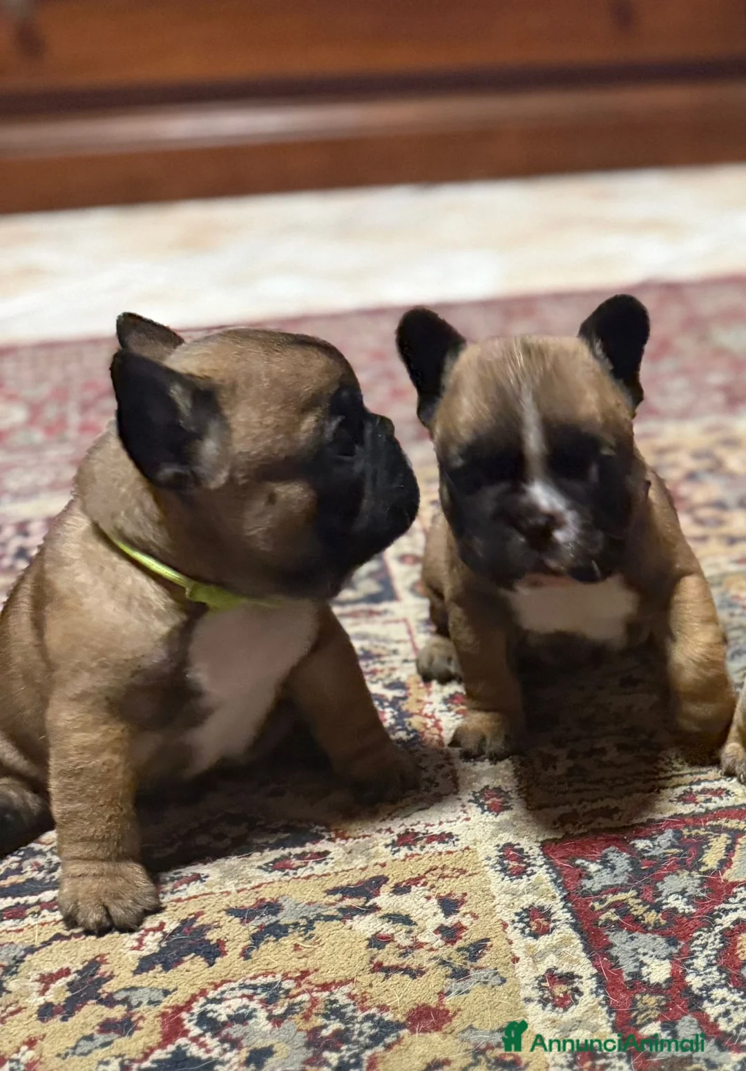 Bulldog Francese cani in vendita: Bulldog francese  - Annuncio 2