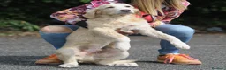 Meticcio cani in regalo: marco - Annuncio 3