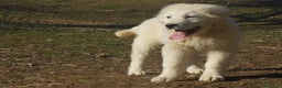 Pastore Maremmano cani in vendita: cuccioli di pastore maremmano abruzzese  - Annuncio 27