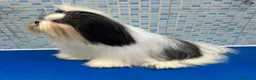 Shih Tzu cani per accoppiamento: Shihtzu maschio con pedigree per accoppiamento  - Annuncio 3