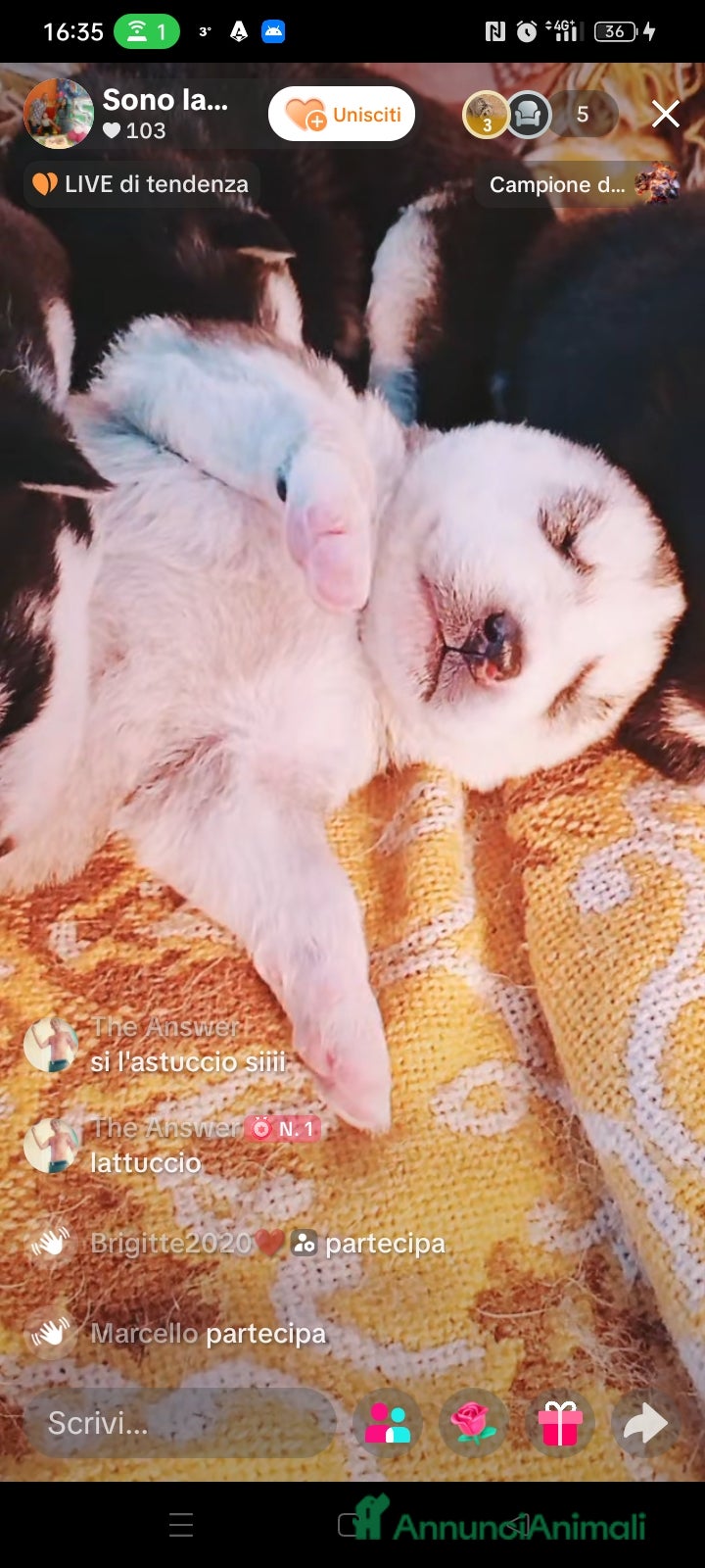 Husky cani Cuccioli Di Siberian Husky  - Annuncio 1